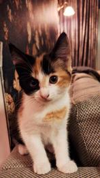 2 Lieve Kittens, Poes, 0 tot 2 jaar