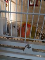 Agapornis (pop / vrouw / vrouwtje), Dieren en Toebehoren, Meerdere dieren, Parkiet, Geringd