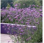 Verbena Bonariensis / IJzerhard, Volle zon, Vaste plant, Zomer, Ophalen