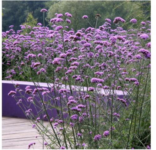 Verbena Bonariensis / IJzerhard, Tuin en Terras, Planten | Tuinplanten, Vaste plant, Overige soorten, Volle zon, Zomer, Ophalen