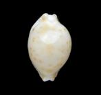 Schelpen:  Cypraea mauiensis 11,5mm (Gem) Zeldzaam, Ophalen of Verzenden, Schelp(en)