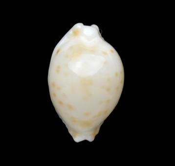 Schelpen:  Cypraea mauiensis 11,5mm (Gem) Zeldzaam beschikbaar voor biedingen