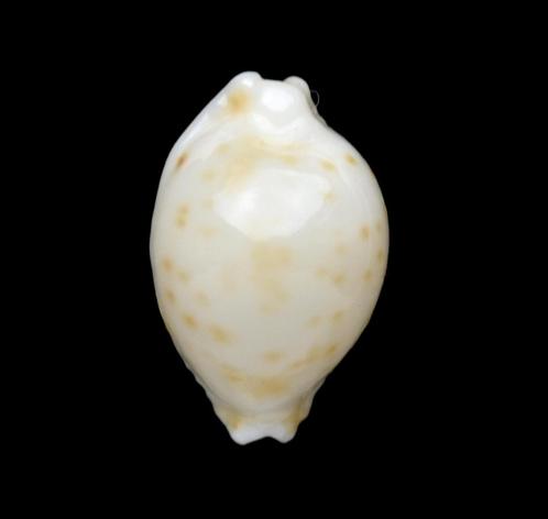 Schelpen:  Cypraea mauiensis 11,5mm (Gem) Zeldzaam, Verzamelen, Mineralen en Fossielen, Schelp(en), Ophalen of Verzenden