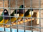 1x Pop gouldamadine 2024, Dieren en Toebehoren, Vogels | Overige Vogels, Vrouwelijk, Tropenvogel