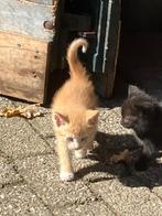 Kittens, Dieren en Toebehoren, Katten en Kittens | Overige Katten, Meerdere dieren