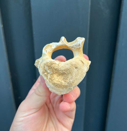Holenbeer wervel Oostenrijk L3, Verzamelen, Mineralen en Fossielen, Fossiel, Ophalen of Verzenden
