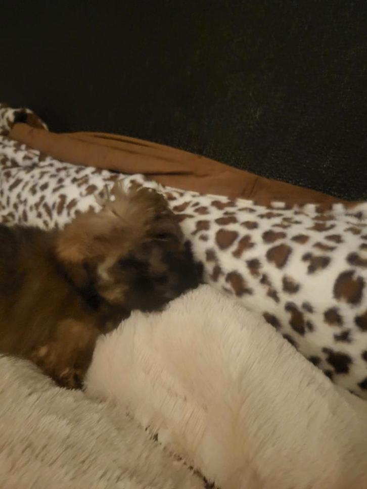Lapoos kleine /doodles /lhasa x poedel toy, Dieren en Toebehoren, Honden | Chihuahua's en Gezelschapshonden, Meerdere dieren, Overige rassen