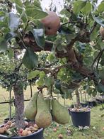 Pyrus Conference Fruitboom - Heerlijke Peren!, Tuin en Terras, Planten | Bomen, Lente, 100 tot 250 cm, Volle zon, In pot