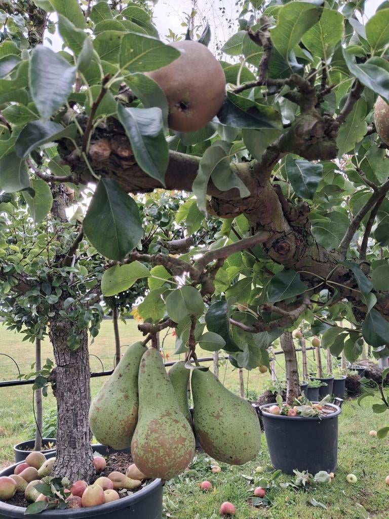Pyrus Conference Fruitboom - Heerlijke Peren!, Tuin en Terras, Planten | Bomen, Overige soorten, 100 tot 250 cm, Volle zon, Lente
