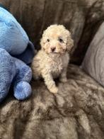 Cockapoo pups F1B, Dieren en Toebehoren, Parvo, Overige rassen, 8 tot 15 weken, Meerdere