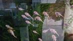Albino ancistrussen/ algeneters, Dieren en Toebehoren, Vis