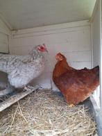 2 lieve rustige kippen met hok, Dieren en Toebehoren, Pluimvee, Vrouwelijk, Kip