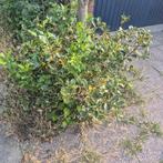 Plant Bonte Hulst Hulst (Ilex aquifolium 'Argentea Marginata, Ophalen, Hulst, Minder dan 100 cm