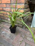 Liriope muscari 'Moneymaker' (P9 pot - €3 p.st.), Ophalen, Bodembedekkers, Vaste plant, Halfschaduw