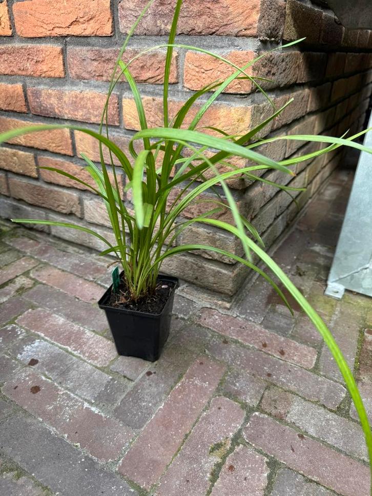 Liriope muscari 'Moneymaker' (P9 pot - €3 p.st.), Tuin en Terras, Planten | Tuinplanten, Vaste plant, Bodembedekkers, Halfschaduw