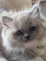 Schitterende Ragdoll poesjes te koop️, Dieren en Toebehoren, Poes