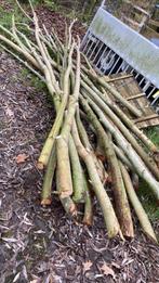 Goedkoopste boom van Nederland, Overige soorten, 250 tot 400 cm, Zomer, Ophalen
