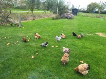 Wyandotte kriel hennen te koop beschikbaar voor biedingen