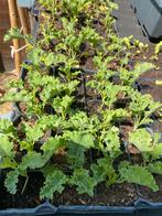 Biologisch Boerenkoolpant moestuin, Tuin en Terras, Planten | Tuinplanten, Ophalen, Volle zon, Groenteplanten, Eenjarig