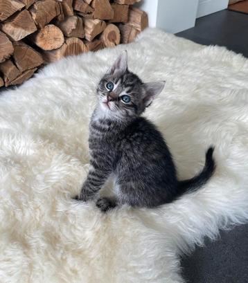 Kittens Ragdoll x Maine Coon x Europese korthaar cypers beschikbaar voor biedingen