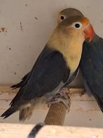 Tamme agapornis., Meerdere dieren, Dwergpapegaai of Agapornis, Geringd