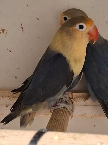 Tamme agapornis. beschikbaar voor biedingen