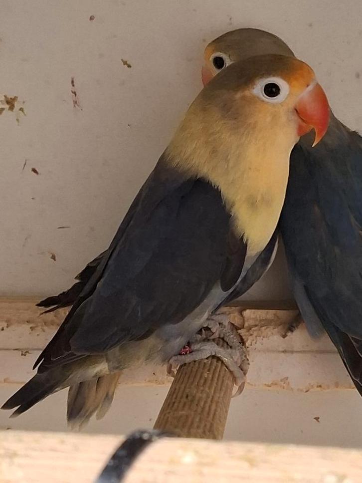 Tamme agapornis., Dieren en Toebehoren, Vogels | Parkieten en Papegaaien, Dwergpapegaai of Agapornis, Meerdere dieren, Tam, Geringd