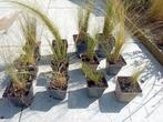 Vedergras (Stipa) P9 formaat, Ophalen of Verzenden, Zomer, Siergrassen, Volle zon