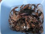 Gratis Cryptocoryne wendtii (met algrisico), Dieren en Toebehoren, Ophalen, Nieuw