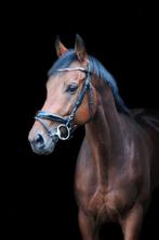 3 jarige ruin, Dieren en Toebehoren, Paarden, Minder dan 160 cm, B, Gechipt, Ruin