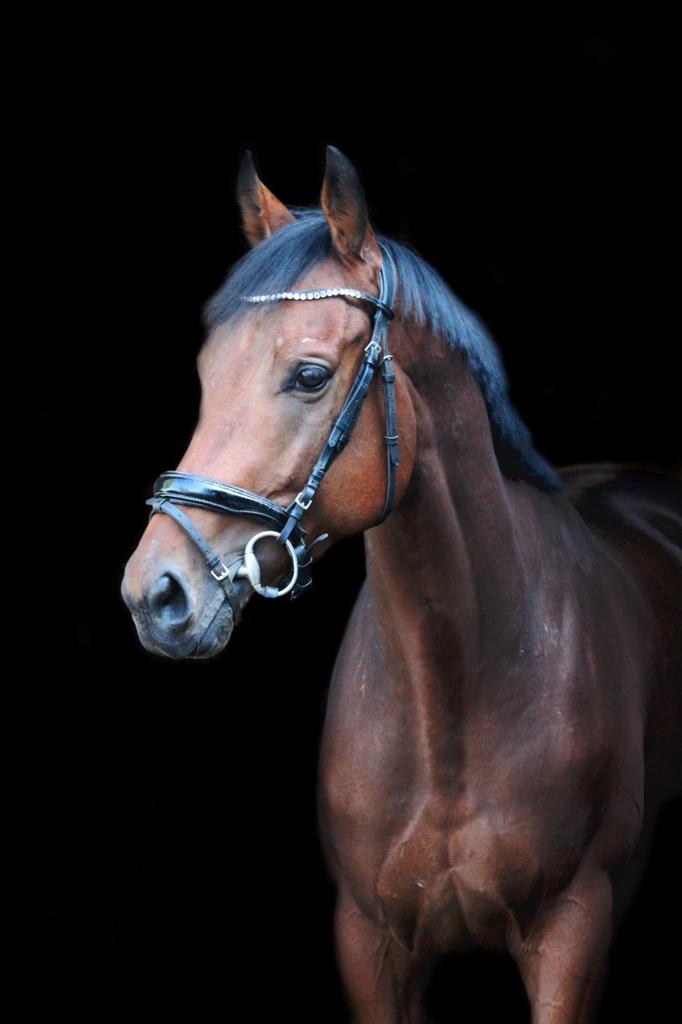 3 jarige ruin, Dieren en Toebehoren, Paarden, Ruin, B, Minder dan 160 cm, 3 tot 6 jaar, Recreatiepaard, Met stamboom, Gechipt