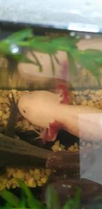 Baby axolotls wit/roze en groen, Dieren en Toebehoren, Overige typen
