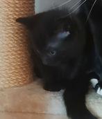 Kittens, Dieren en Toebehoren, Ophalen, Nieuw