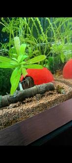 Custom Pokémon aquarium decorations., Dieren en Toebehoren, Ophalen of Verzenden, Nieuw, Sierelement