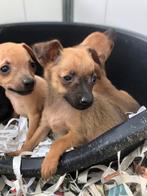 Pinscher puppies, Overige rassen, 1 tot 2 jaar, CDV (hondenziekte), Meerdere