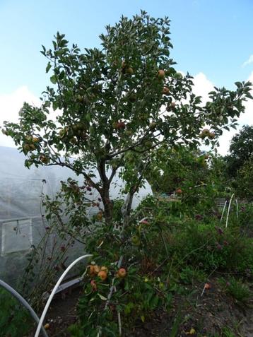 Oude appelboom fruitboom - Tweestam - Onbespoten beschikbaar voor biedingen