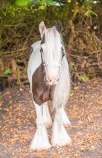 Tinker super braaf, Dieren en Toebehoren, Merrie, D pony (1.37m tot 1.48m), 11 jaar of ouder