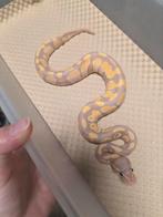 Femalemaker Banana Chocolate Fire 100%Hypo/Ghost, Dieren en Toebehoren, Reptielen en Amfibieën, Slang, 0 tot 2 jaar