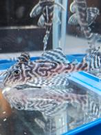 L333 pleco F1 Hypancistrus King Tiger, Vis