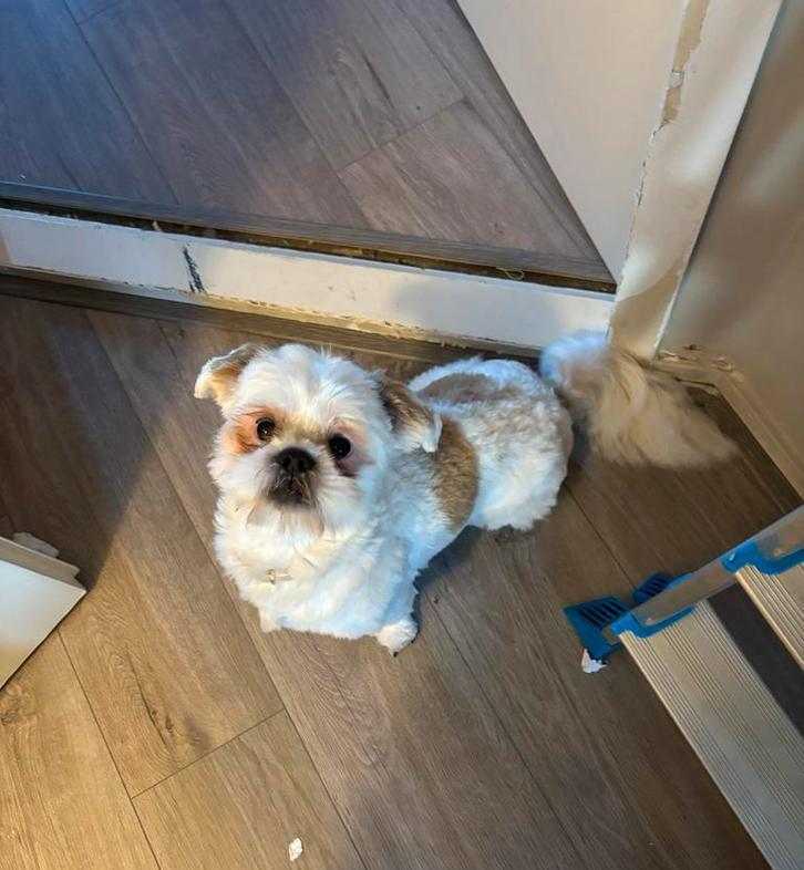 Shih-tzu coco 9 maanden oud zoekt een fijn huisje, Dieren en Toebehoren, Honden | Niet-rashonden, Klein, Reu, Particulier, Eén hond