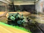 Europese Moerasschildpad, Dieren en Toebehoren, Schildpad, 0 tot 2 jaar