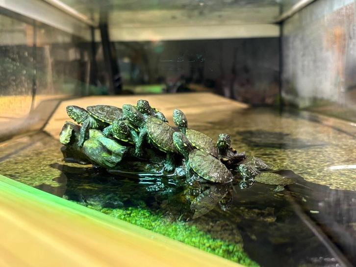 Europese Moerasschildpad