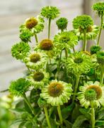 Echinacea “Apple Green” bijzondere vaste plant, Ophalen, Zomer, Overige soorten, Volle zon