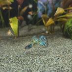 (Blue) Metal Grass guppies - mannen, Vis, Zoetwatervis