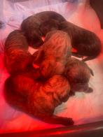 Cancorso pups, Dieren en Toebehoren, Honden | Chihuahua's en Gezelschapshonden, Overige rassen, Meerdere, Meerdere dieren, Nederland