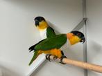 Zwartkop caiques - pionites melanocephalus, Dieren en Toebehoren, Vogels | Parkieten en Papegaaien, Meerdere dieren, Papegaai