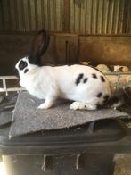 Mooie Lotharinger voedster, Dieren en Toebehoren, Vrouwelijk, Groot