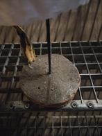 Opgezette fuut taxidermie, Ophalen, Gebruikt, Opgezet dier