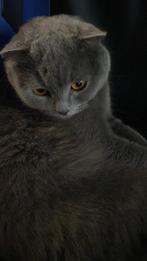 Britse Korthaar zoekt een liefdevol nieuw thuis, Poes, Ontwormd, 3 tot 5 jaar