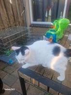 Poes Sara zoekt een nieuw thuis, Dieren en Toebehoren, Katten en Kittens | Overige Katten, Poes